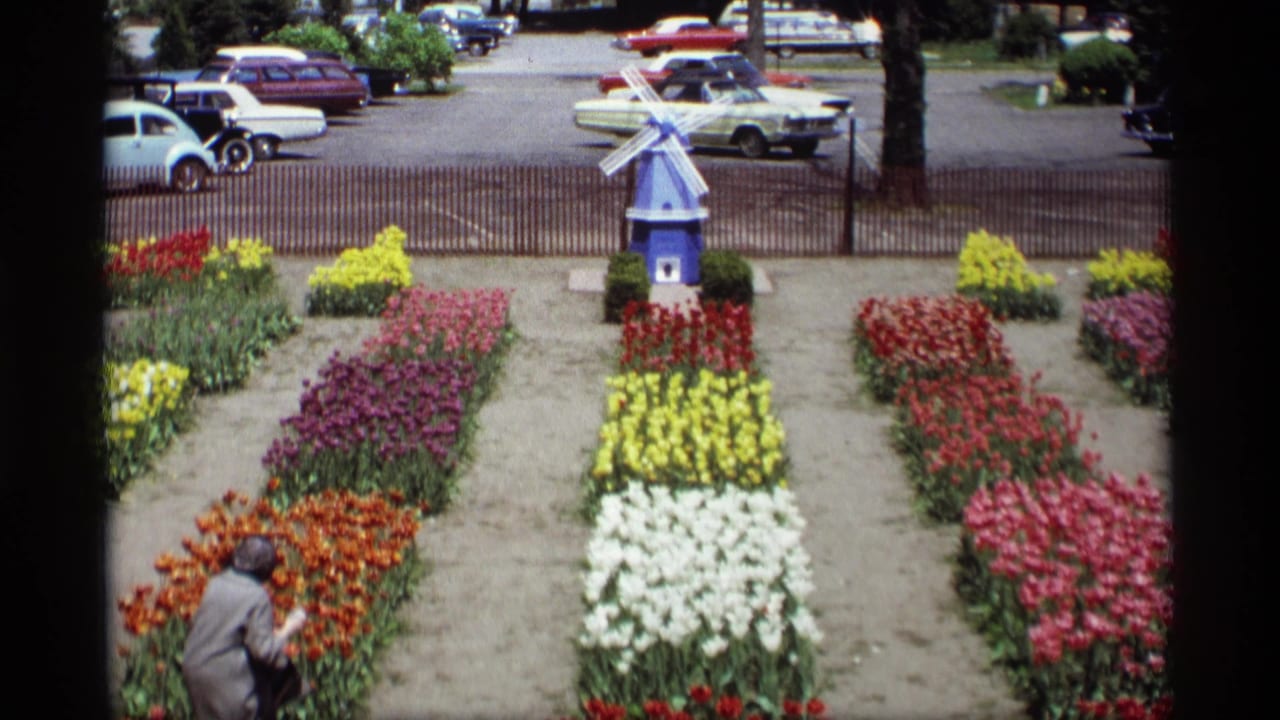 Tulip beds arranged around a small blue windmill with parked cars beyond a fence.