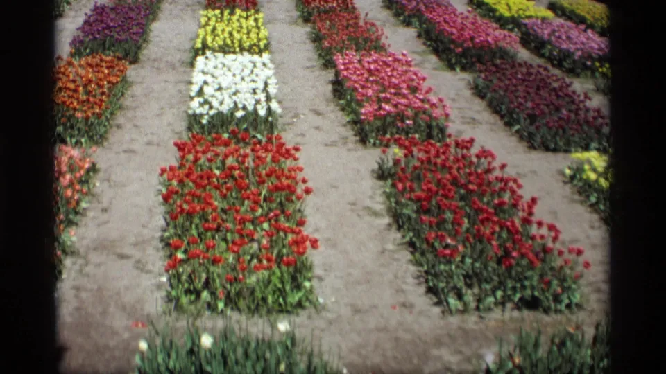 1969 Holland, Michigan 8mm frame focused on orderly tulip beds in several colors with bare walking paths between them.