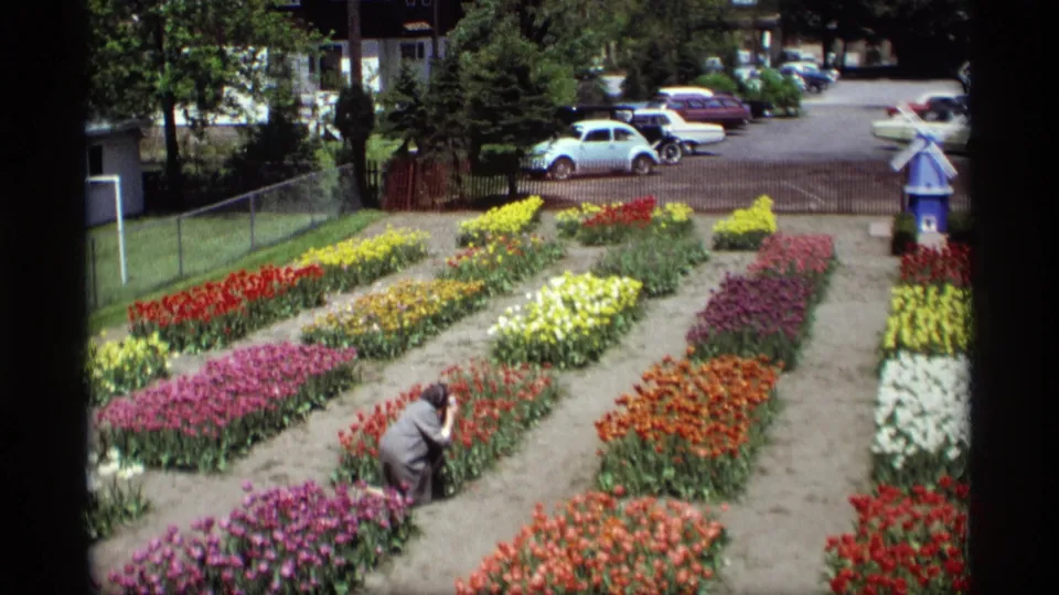 1969 Holland, Michigan 8mm frame with an adult in a gray suit bending near tulips, flower beds, fencing, and period cars behind.