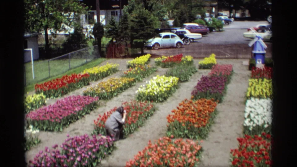1969 Holland, Michigan 8mm frame showing a visitor among colorful tulip beds, with cars and a small blue windmill visible beyond.