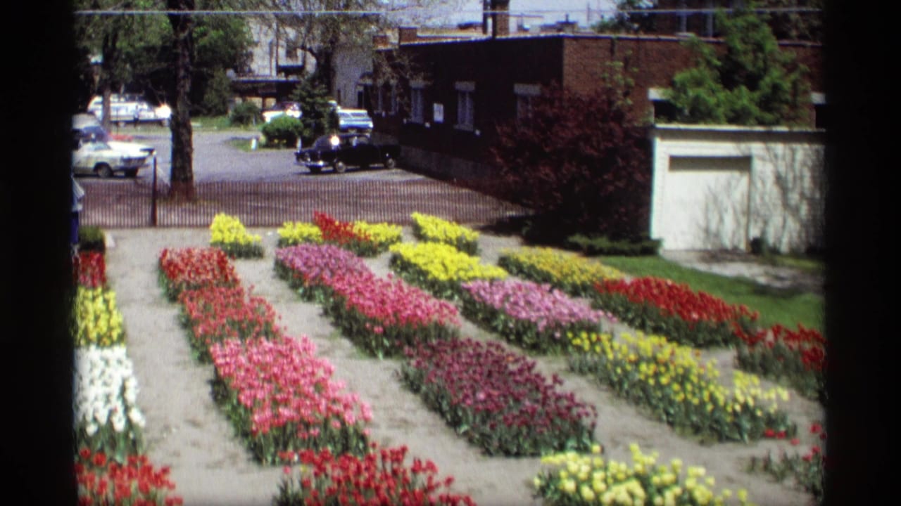 1969 Holland, Michigan home-movie view of formal tulip beds in bright color, with paths, trees, parked cars, and urban buildings in the background.