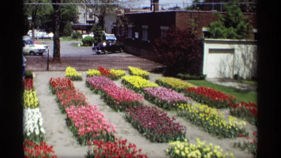 1969 Holland, Michigan home-movie view of formal tulip beds in bright color, with paths, trees, parked cars, and urban buildings in the background.