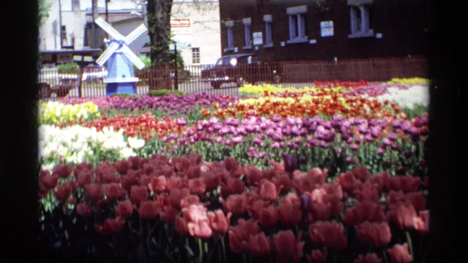 1969 Holland, Michigan home-movie frame showing red, white, yellow, and purple tulips with a small blue-and-white windmill behind them.