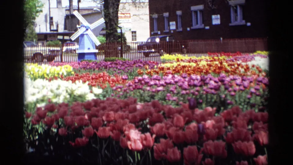1969 Holland, Michigan tulip garden view with saturated flower rows, a small decorative windmill, parked cars, fencing, trees, and urban buildings.
