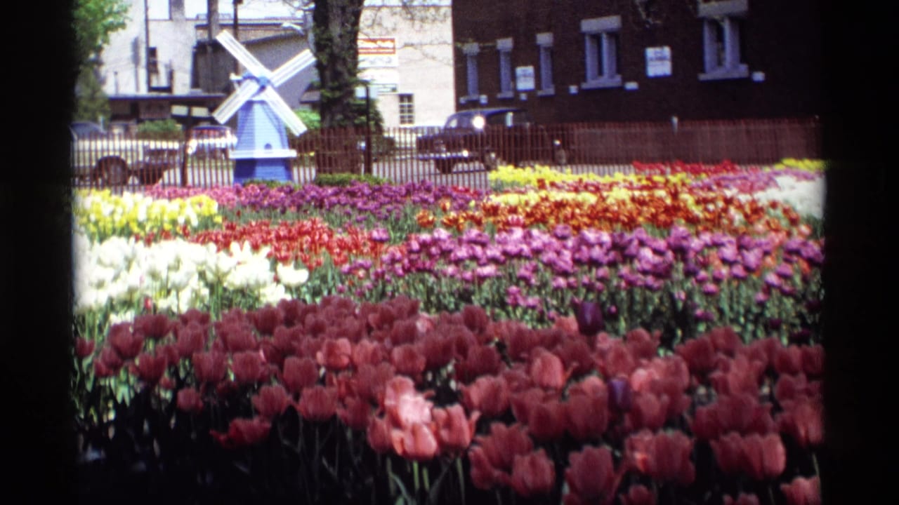 1969 Holland, Michigan 8mm frame showing colorful flower beds and a small windmill structure near buildings in bright daylight.
