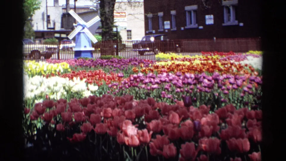 1969 Holland, Michigan 8mm frame showing colorful flower beds and a small windmill structure near buildings in bright daylight.