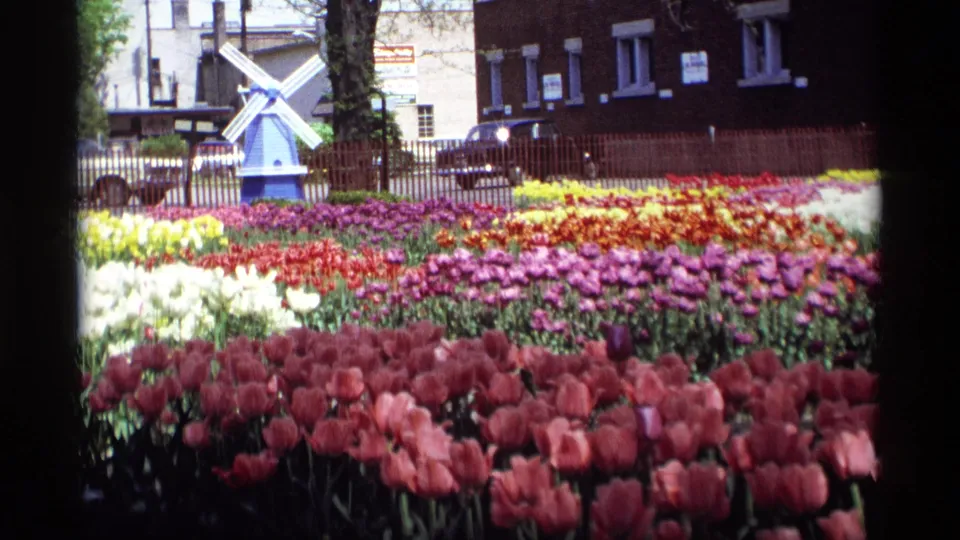 1969 Holland, Michigan 8mm frame with bright tulip-like flower beds, a small windmill structure, fencing, and nearby buildings.