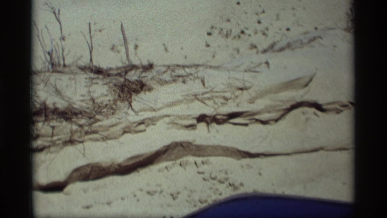 Pale sand dune with exposed roots or driftwood and scattered grass.