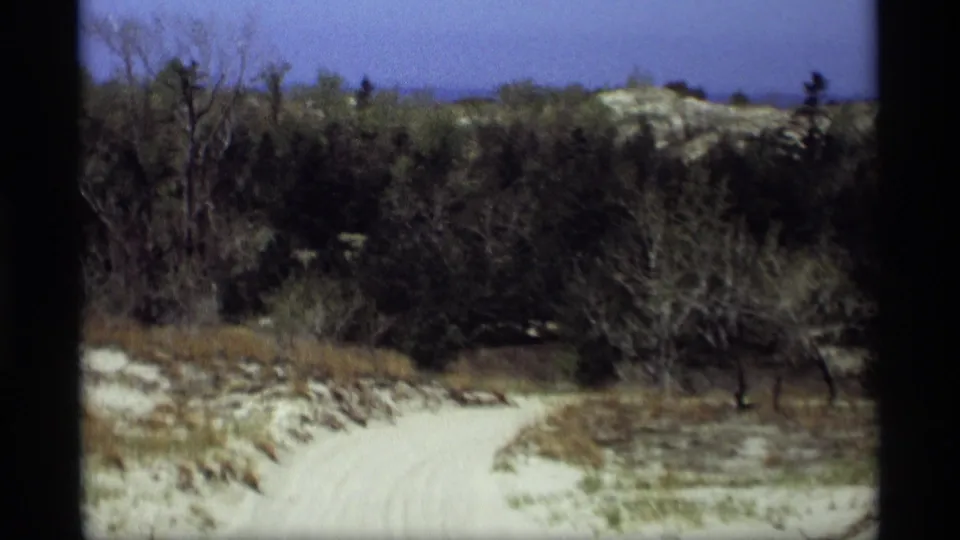 Holland, Michigan dune landscape with a pale sandy road curving through shrubs and bare-branched trees.