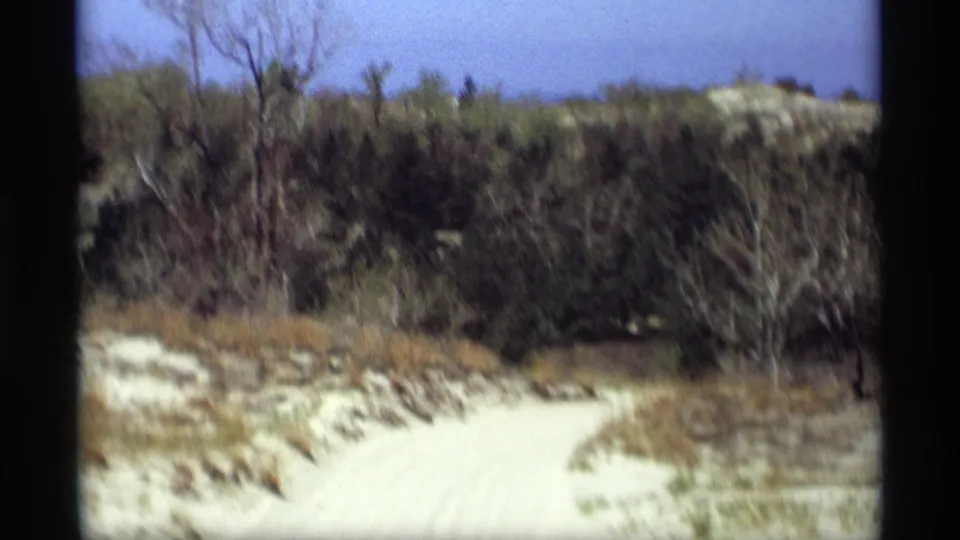 Vintage 8mm view of a sandy Holland, Michigan path passing dense dune shrubs and low woodland.