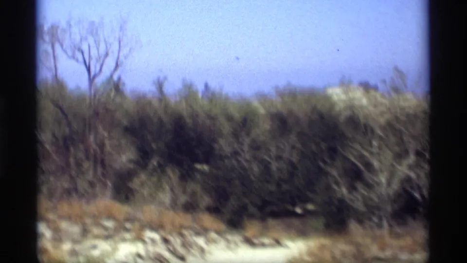 Soft 8mm frame of Holland, Michigan dune scrub, bare trees, and sandy ground under a bright sky.