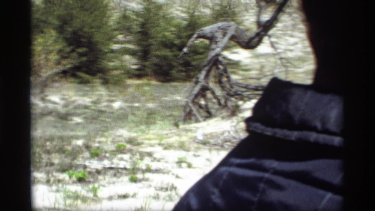 Vehicle-window view of sandy ground, low vegetation, sparse trees, and a partial dark passenger silhouette.
