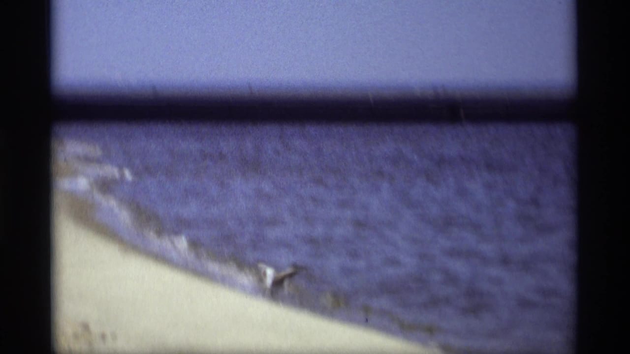 1969 Holland, Michigan home-movie frame showing a seagull near the shoreline and blue lake water beyond.