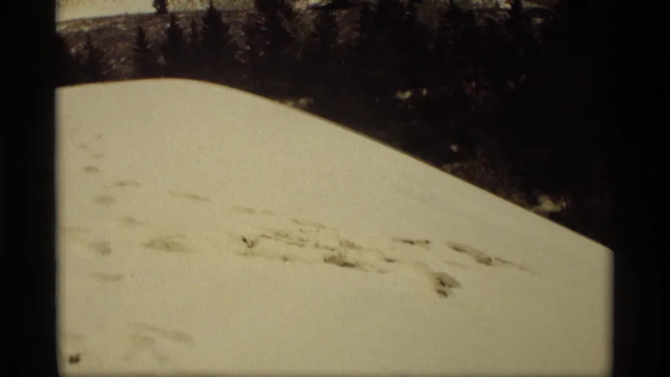 Snow-covered dune slope in Holland, Michigan, with footprints crossing the foreground and trees in shadow above.