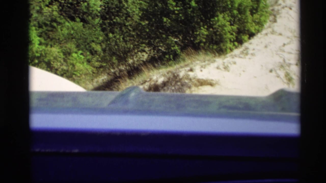 Car surface in foreground with sandy roadside and shrubs beyond.