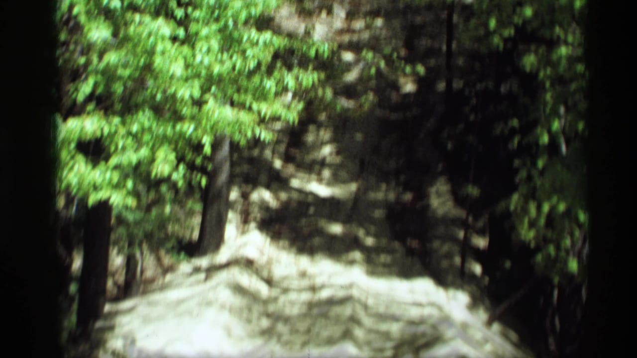 Sunlit dirt path through dense green trees.