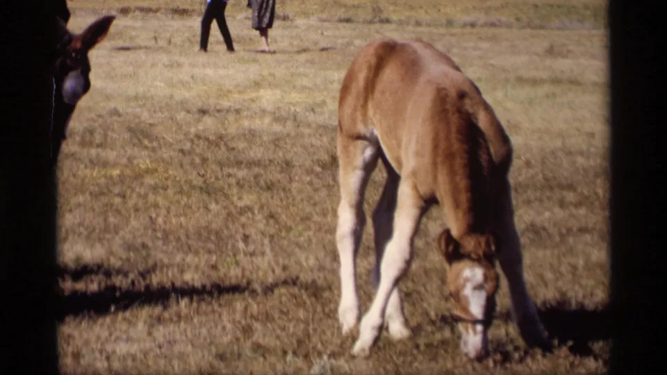 1969 Jordan, Minnesota 8mm frame showing a young brown foal grazing in a dry pasture, with a partial horse visible along the left edge.
