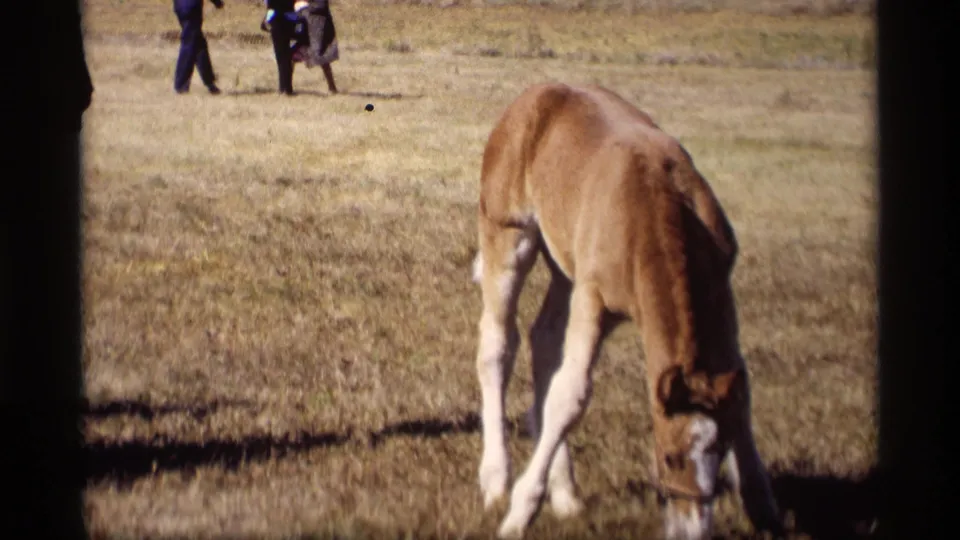 1969 Jordan, Minnesota home-movie frame of a foal grazing in pasture while two distant people walk across the background.