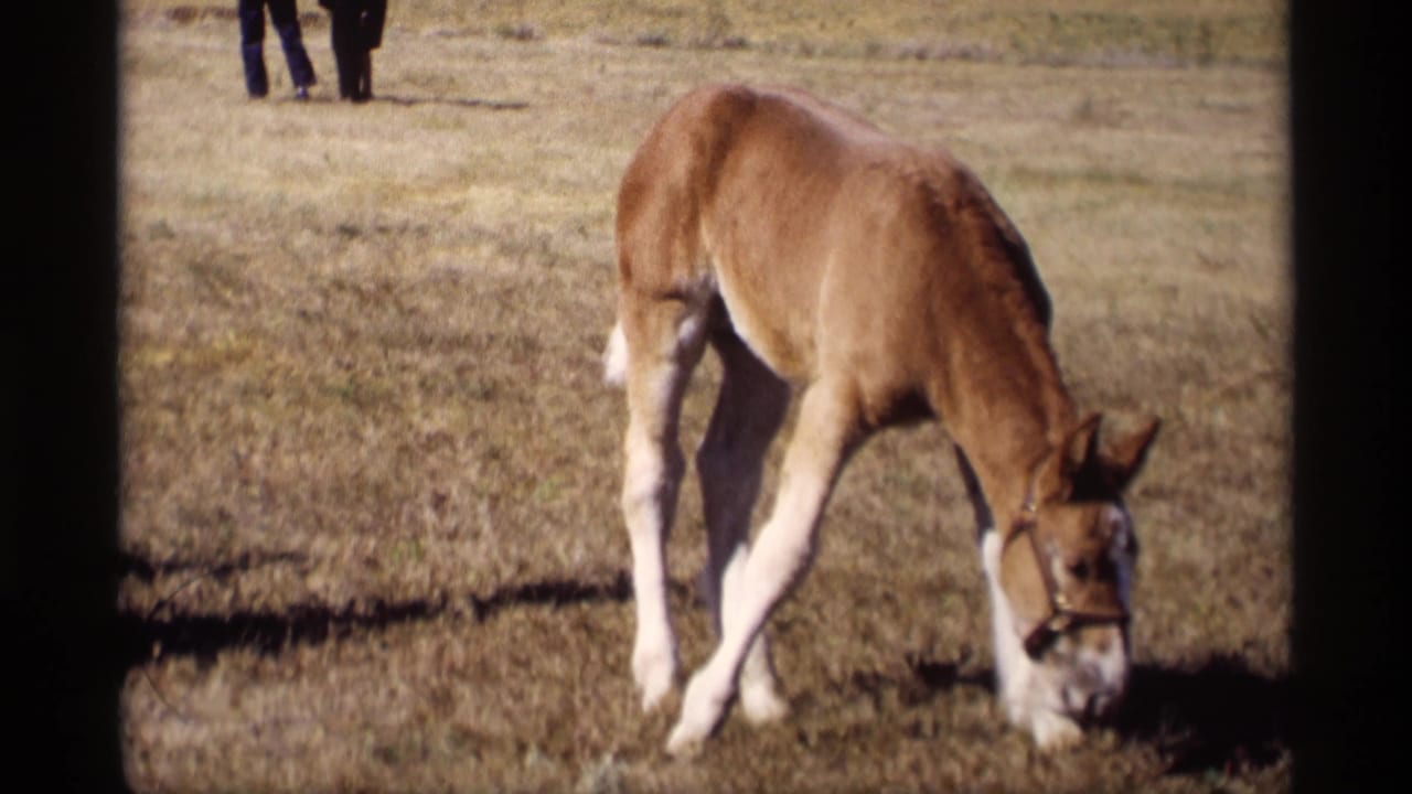 A haltered brown foal grazes in a dry rural field in the supplied 1969 Jordan, Minnesota home-movie footage, with two people distant in the background.