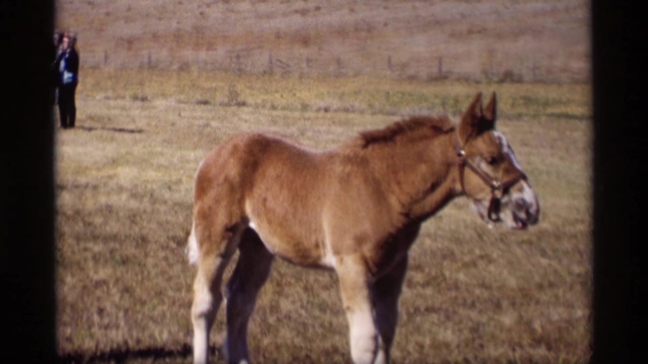Brown foal wearing a halter stands in a dry field with a distant person near the horizon.