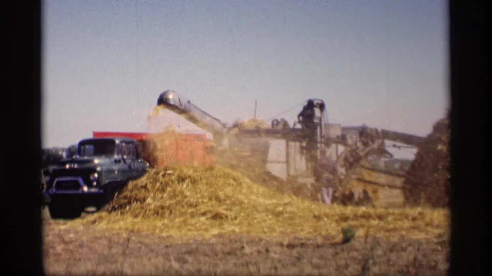A blue pickup sits beside a 1969 Jordan, Minnesota field operation as a machine pours hay or grain onto a growing pile.