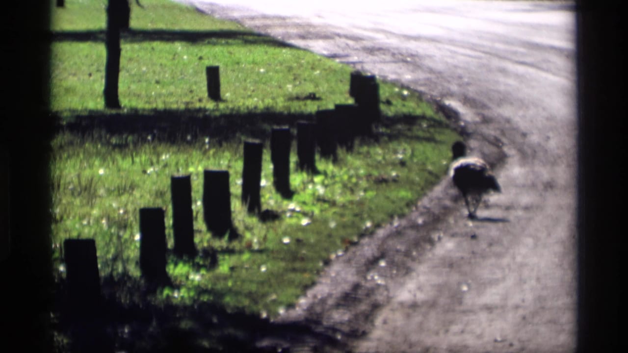 A Canada goose moves along the edge of a paved path in a sunlit grassy area with short posts and trees.
