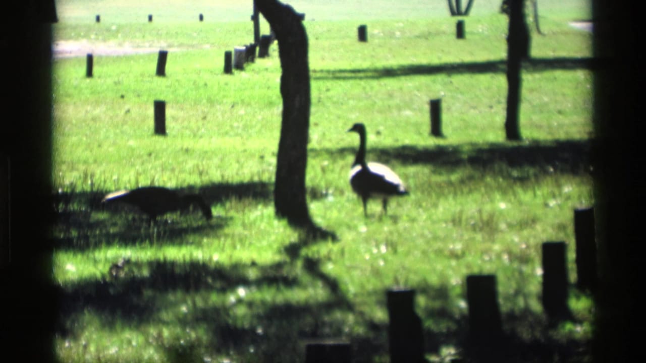 A Canada goose stands in a sunlit park lawn in Mabel, Minnesota, with trees, shadows, and small posts around it.