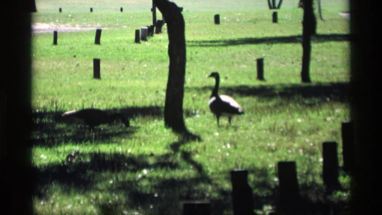 In 1969 8mm footage from Mabel, Minnesota, geese move through a bright grassy area broken by shade, trees, and short posts.