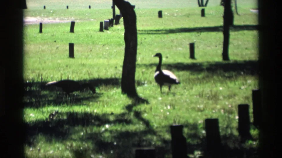 In 1969 8mm footage from Mabel, Minnesota, geese move through a bright grassy area broken by shade, trees, and short posts.