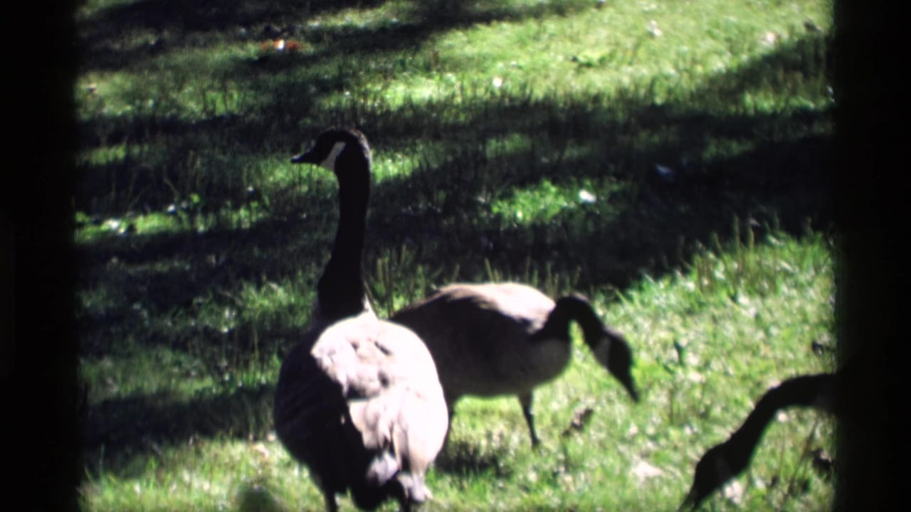 Two geese are seen close to the camera in a grassy field, with strong sun, deep tree shade, and soft 8mm focus.