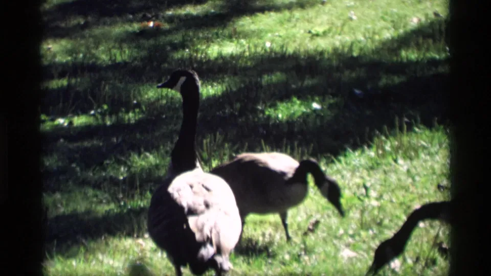 Two geese are seen close to the camera in a grassy field, with strong sun, deep tree shade, and soft 8mm focus.