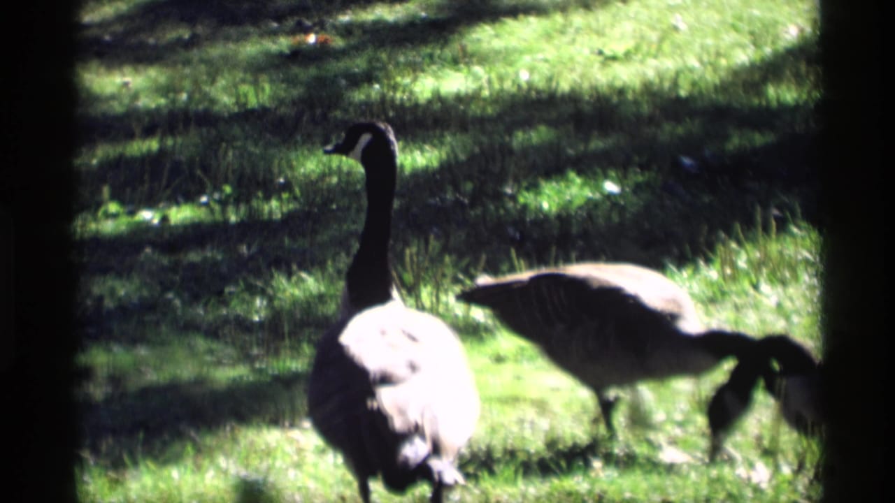 A close 8mm view shows one goose facing away and another feeding in grass, with tree shade and bright green lawn around them.