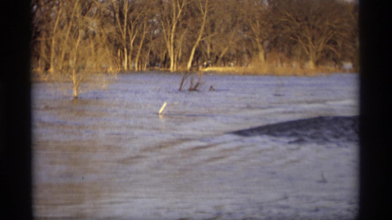 Floodwater around small trees and brush at the edge of a wooded area, with a dark bank at lower right.