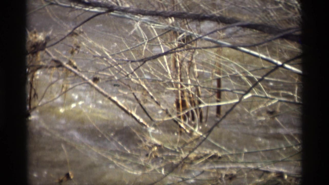 Bare branches and reeds over rippling river water with dark film-frame edges.