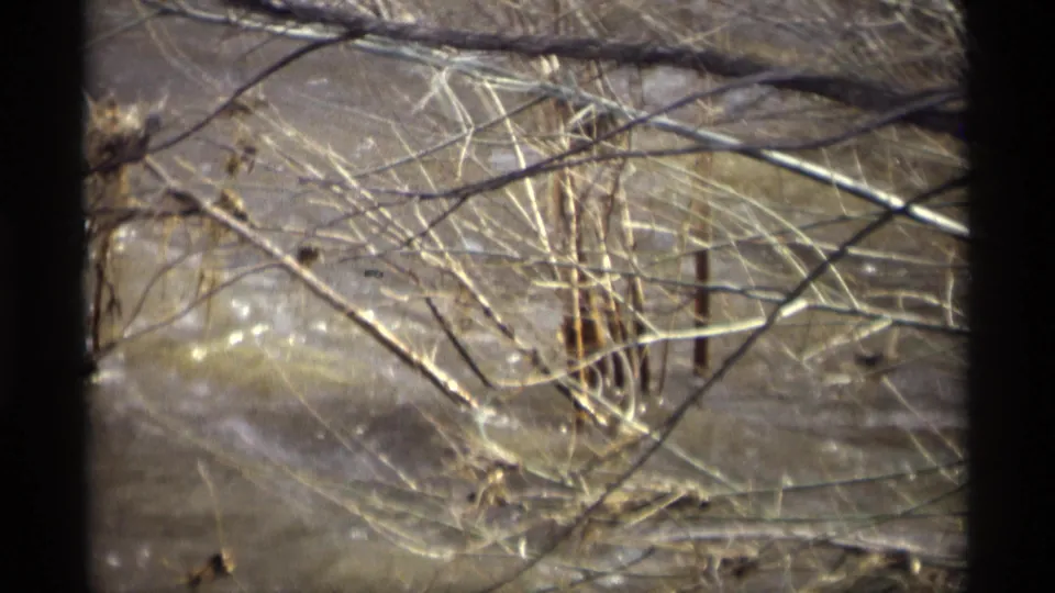1969 8mm home-movie view of bare branches and reeds leaning over river water in Savage, Minnesota.
