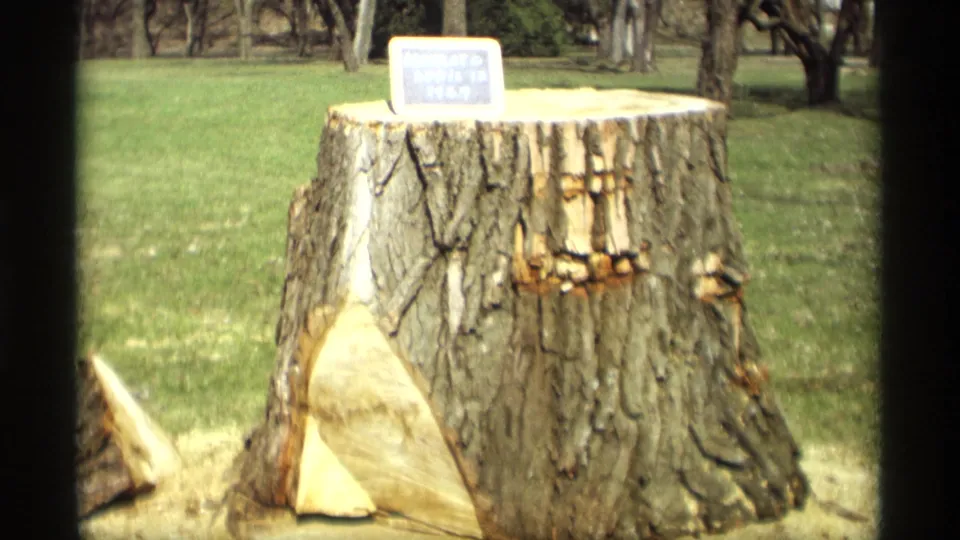 In Savage, Minnesota footage, the Mankato date sign sits atop a freshly cut tree stump in a grassy outdoor area.