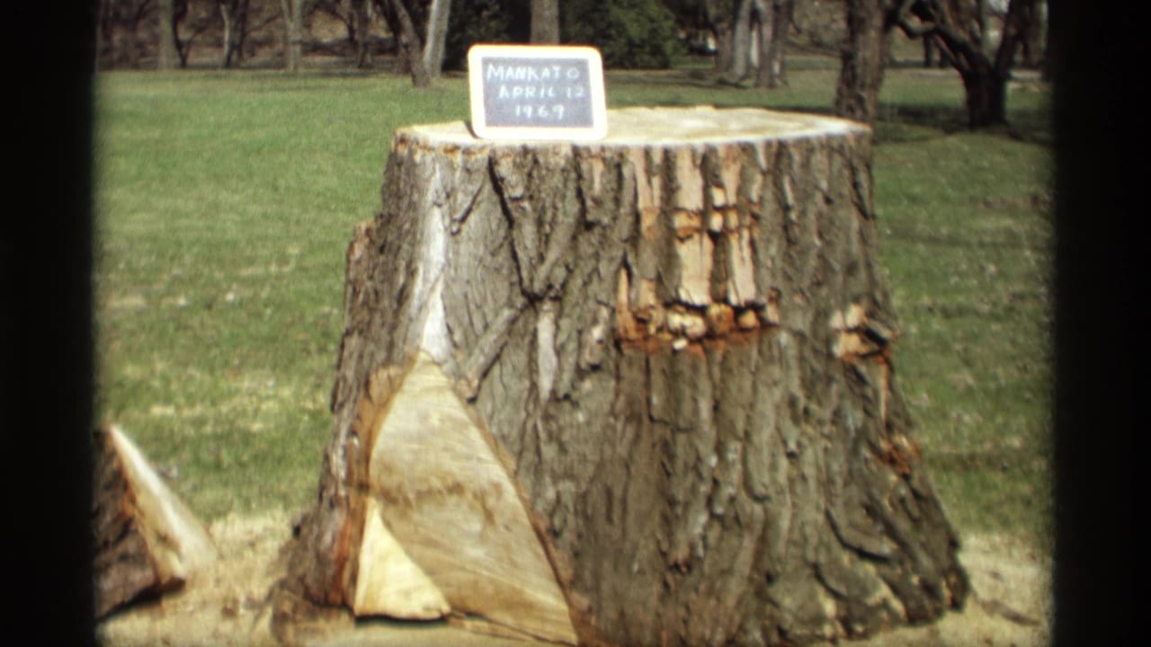 Large cut tree stump on grass with a small chalkboard sign on top.
