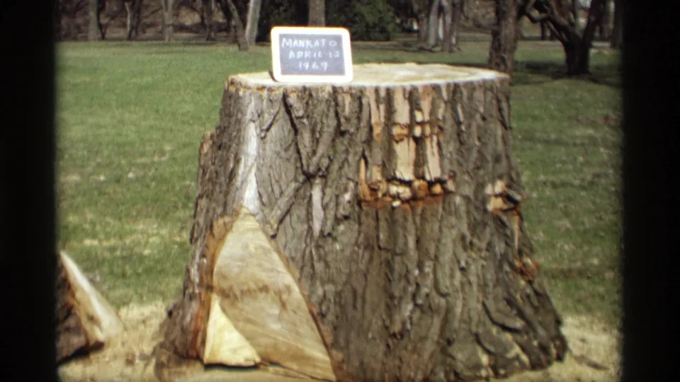 Late-1960s 8mm view of a large stump on a lawn, with the Mankato April 12 1969 sign visible against background trees.