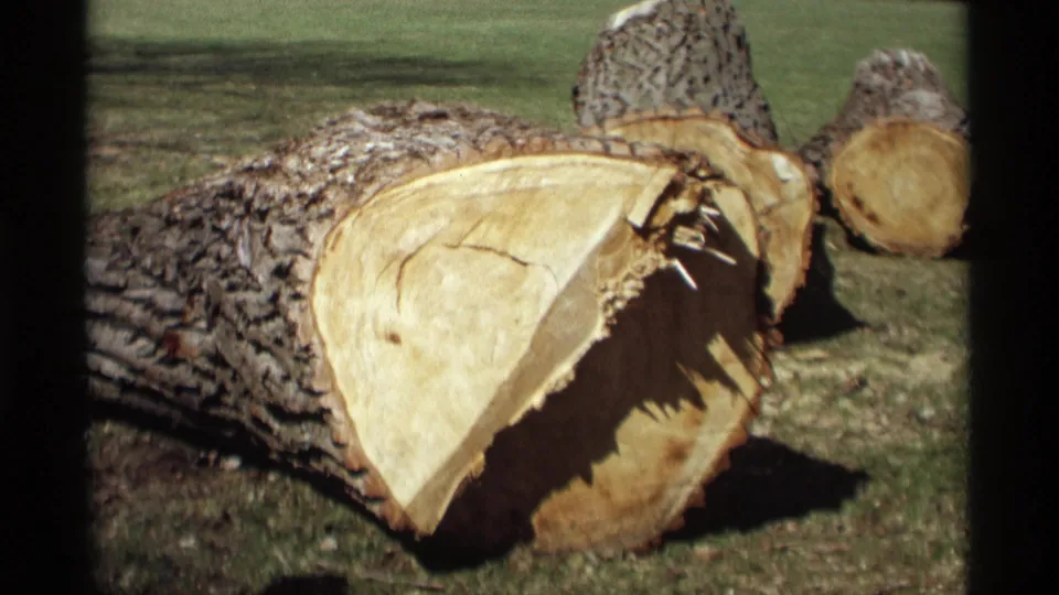 1969 8mm frame of felled trunk sections on a grassy lawn, with pale exposed wood, bark, and background trees visible.