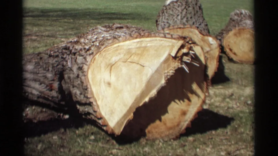 Vintage 8mm view of large cut tree sections in a Minnesota outdoor setting, emphasizing exposed wood grain and bark texture.