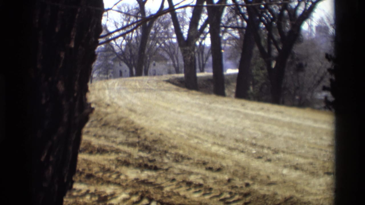 Bare trees and a sunlit sloped embankment with dark trunks in the foreground.