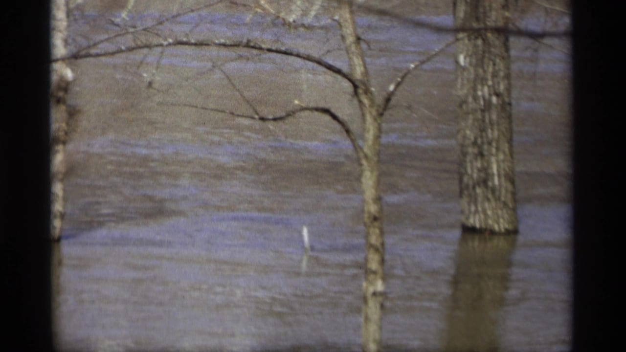 Brown floodwater surrounds tree trunks and bare branches.