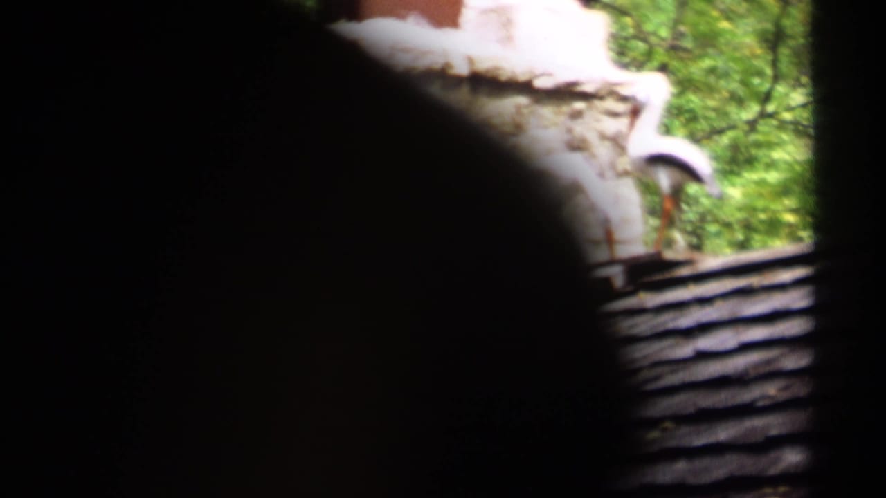 Dark partially obscured view with trees, a roofline, and a stone chimney visible at the edge.