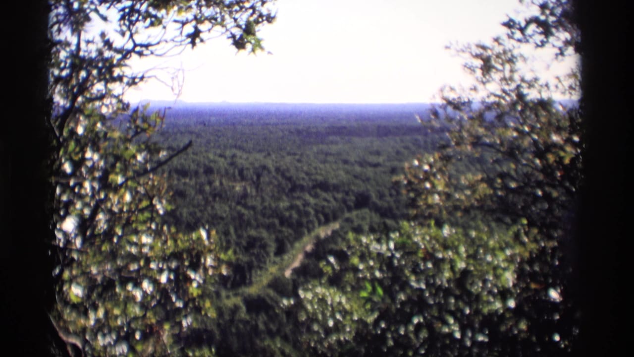 Elevated forest view framed by dark trees, with a pale road winding through dense woodland.