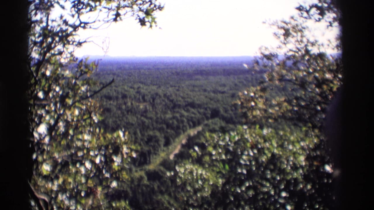 Forest canopy and distant horizon seen between dark trunks, with a winding road below.