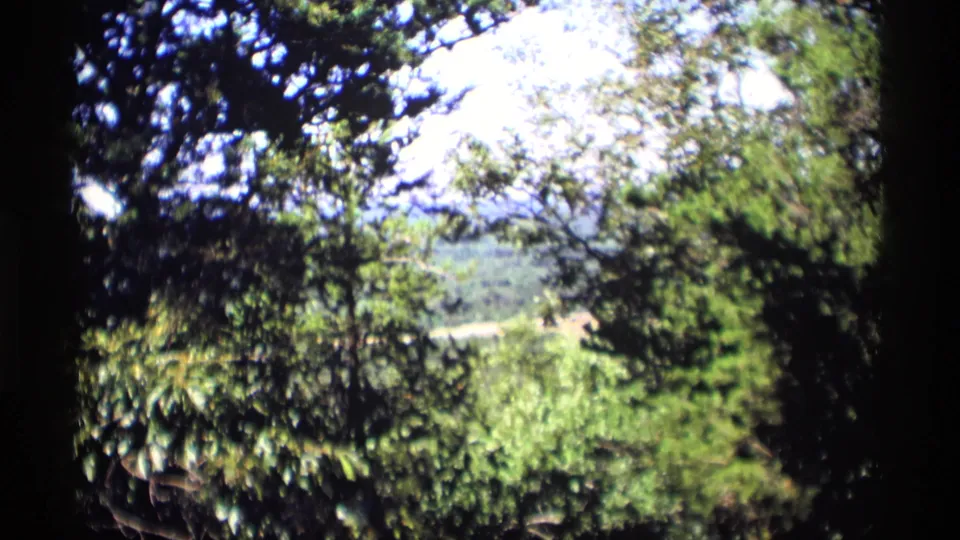 1969 Wisconsin 8mm frame looking through leafy branches toward a bright forest vista and partially hidden road.