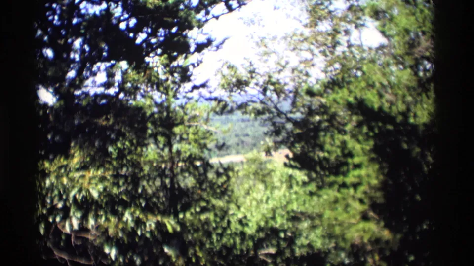 1969 Wisconsin home-movie frame of sunlit foliage and a road glimpsed through trees from an elevated viewpoint.
