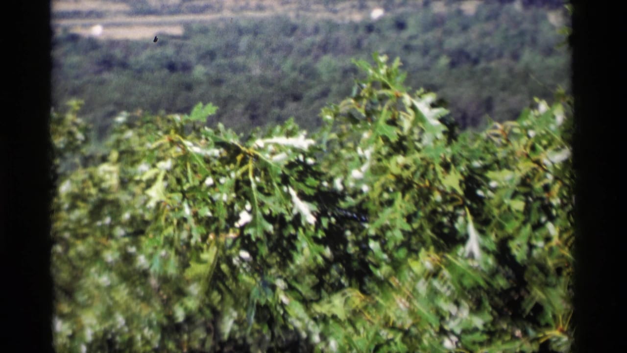 Close view of leafy green branches with a wooded slope behind them.