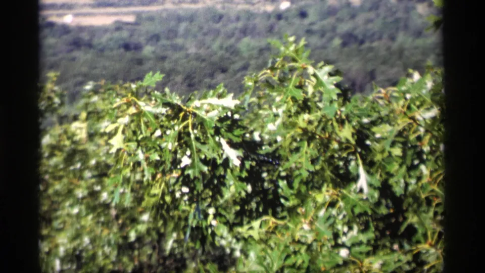 1969 Wisconsin home-movie frame centered on dense green foliage with a distant wooded slope behind it.