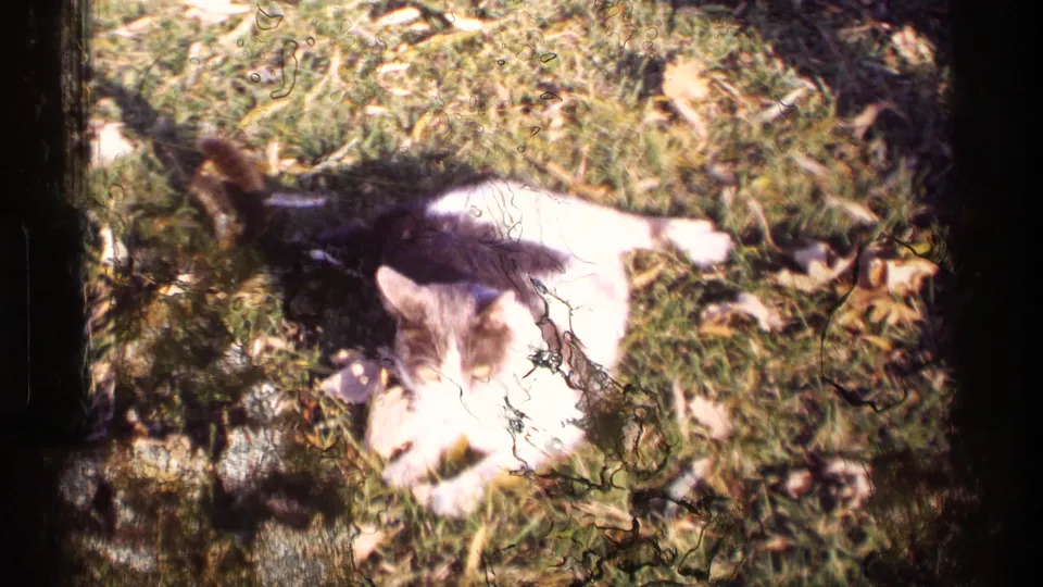 1969 Wisconsin outdoor frame showing a black-and-white cat resting on grass among scattered autumn leaves.